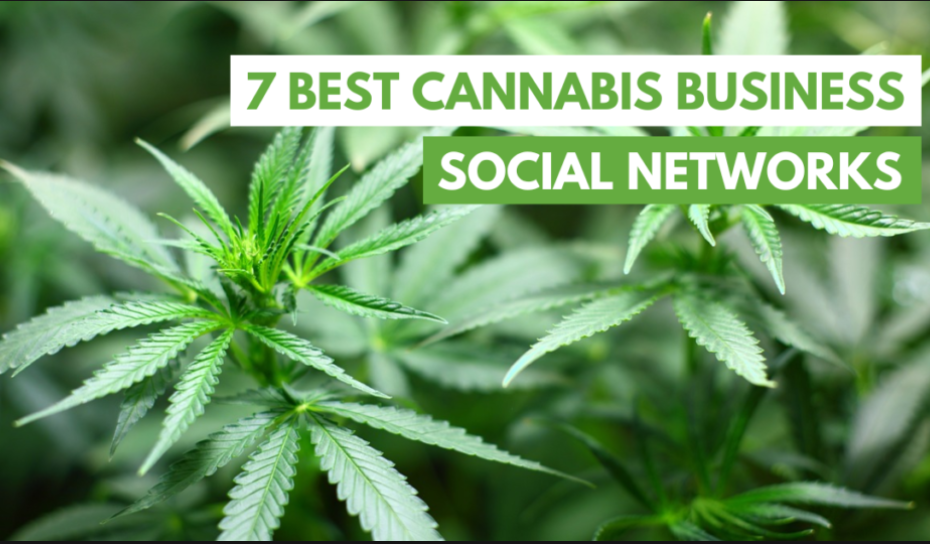 cannabis business social network